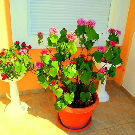 Vila Smilja بودغوريتْسا